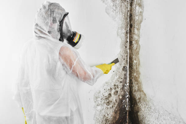 Best Health and Safety Mold Remediation in Redmond, WA