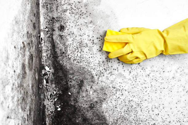 Best DIY Mold Remediation Support Services in Redmond, WA