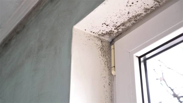 Best Bathroom Mold Remediation in Redmond, WA