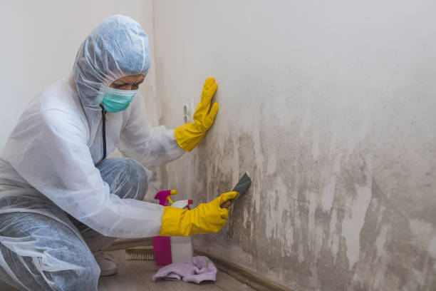 Best Residential Mold Remediation in Redmond, WA