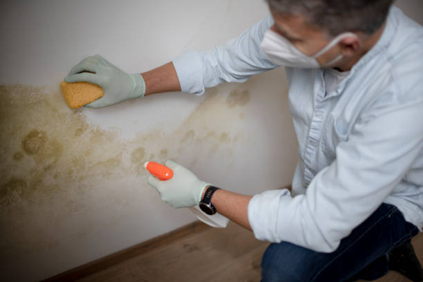 Best Mold Testing and Inspection Services in Redmond, WA