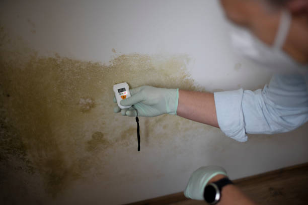 Best Basement Mold Remediation in Redmond, WA