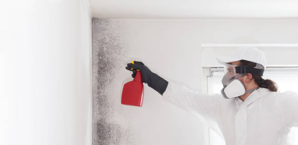 Best Insurance-Related Mold Remediation in Redmond, WA