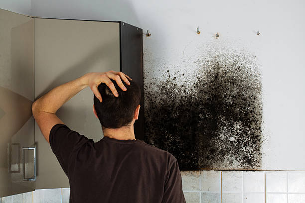 Best Residential Mold Remediation in Redmond, WA