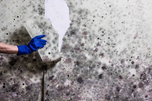 Best Post-Flood Mold Remediation in Redmond, WA